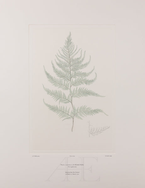 Banks Florilegium, Part 27, Plate 564