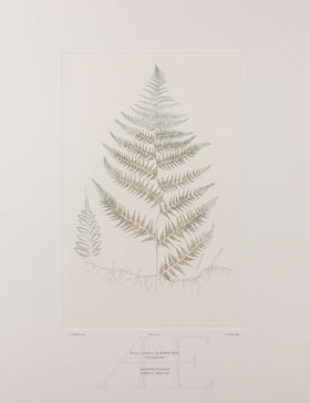 Banks Florilegium, Part 27, Plate 565