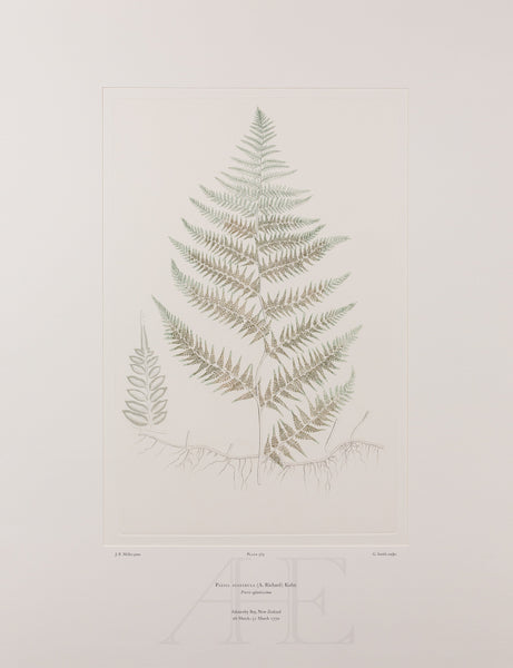 Banks Florilegium, Part 27, Plate 565