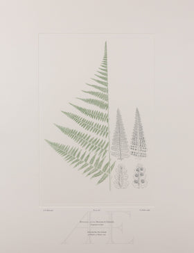 Banks Florilegium, Part 27, Plate 566