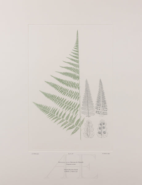 Banks Florilegium, Part 27, Plate 566