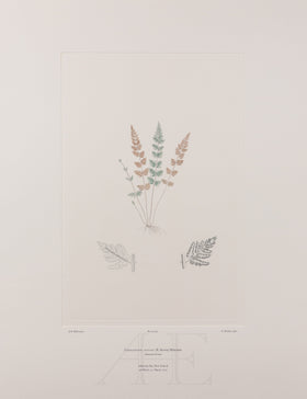 Banks Florilegium, Part 27, Plate 567
