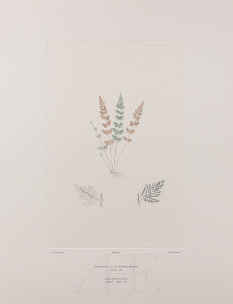 Banks Florilegium, Part 27, Plate 567