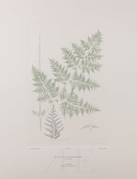 Banks Florilegium, Part 27, Plate 568