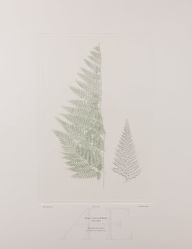 Banks Florilegium, Part 27, Plate 569