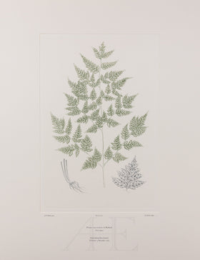 Banks Florilegium, Part 27, Plate 570