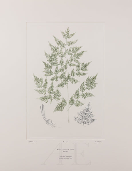 Banks Florilegium, Part 27, Plate 570