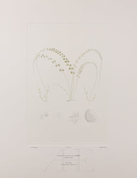 Banks Florilegium, Part 27, Plate 571