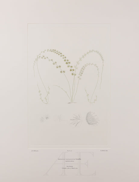 Banks Florilegium, Part 27, Plate 571