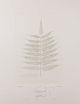 Banks Florilegium, Part 27, Plate 572