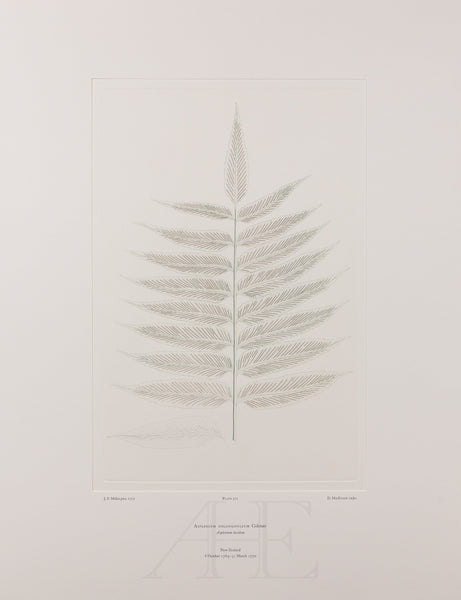 Banks Florilegium, Part 27, Plate 572