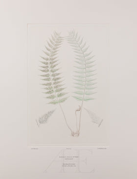 Banks Florilegium, Part 27, Plate 573