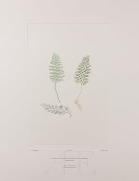 Banks Florilegium, Part 27, Plate 574