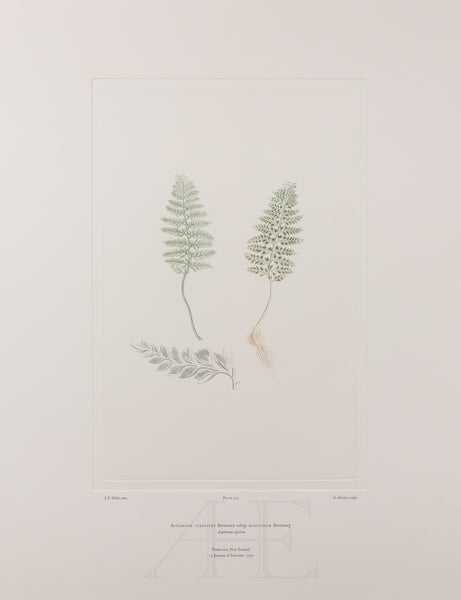 Banks Florilegium, Part 27, Plate 574
