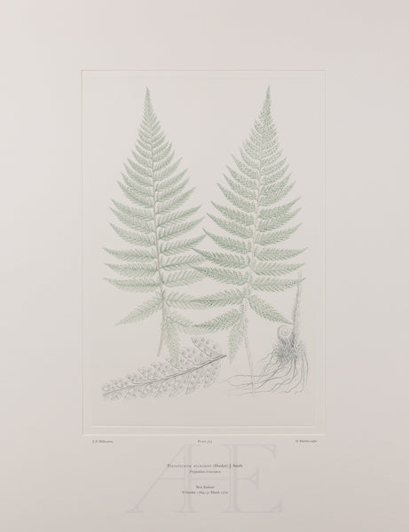 Banks Florilegium, Part 27, Plate 575