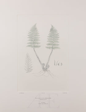 Banks Florilegium, Part 27, Plate 576