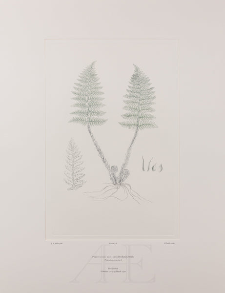 Banks Florilegium, Part 27, Plate 576