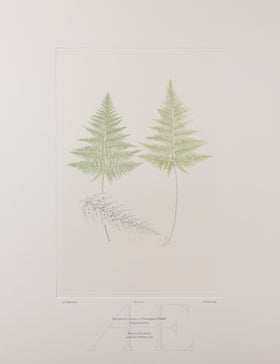 Banks Florilegium, Part 27, Plate 577