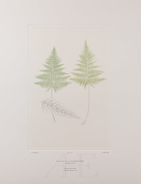 Banks Florilegium, Part 27, Plate 577