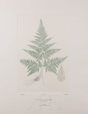 Banks Florilegium, Part 27, Plate 578