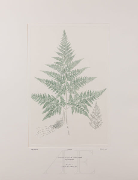 Banks Florilegium, Part 27, Plate 578
