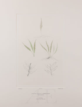 Banks Florilegium, Part 27, Plate 579