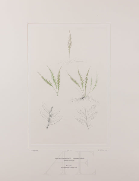 Banks Florilegium, Part 27, Plate 579