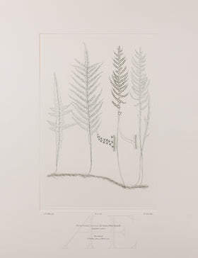 Banks Florilegium, Part 27, Plate 580