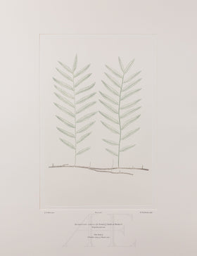 Banks Florilegium, Part 27, Plate 581