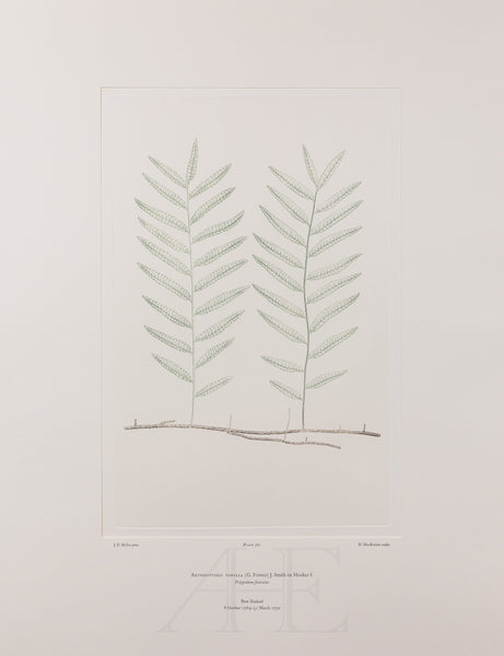 Banks Florilegium, Part 27, Plate 581