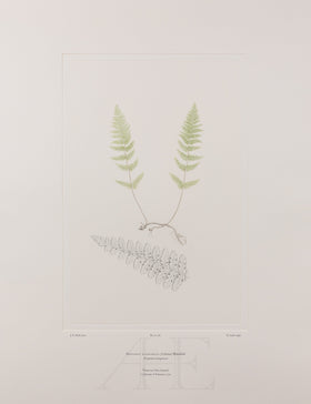 Banks Florilegium, Part 27, Plate 582