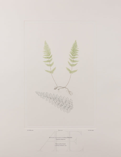 Banks Florilegium, Part 27, Plate 582