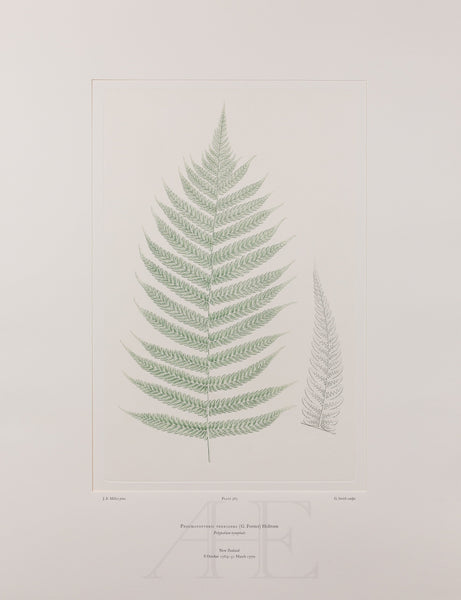 Banks Florilegium, Part 27, Plate 583