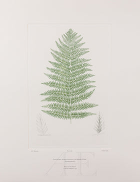 Banks Florilegium, Part 27, Plate 584