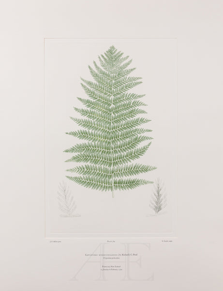Banks Florilegium, Part 27, Plate 584