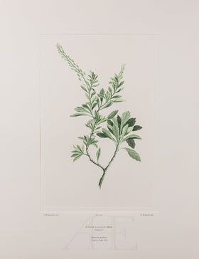 Banks Florilegium, Part 28, Plate 585