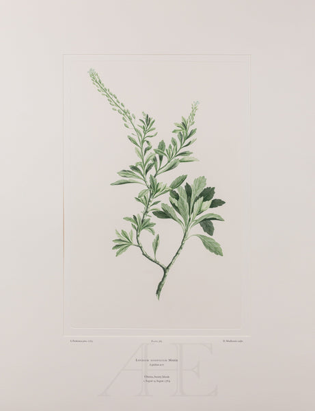 Banks Florilegium, Part 28, Plate 585
