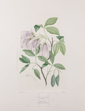 Banks Florilegium, Part 28, Plate 586