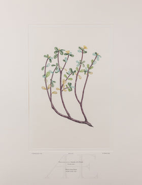 Banks Florilegium, Part 28, Plate 587