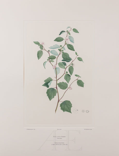 Banks Florilegium, Part 28, Plate 588
