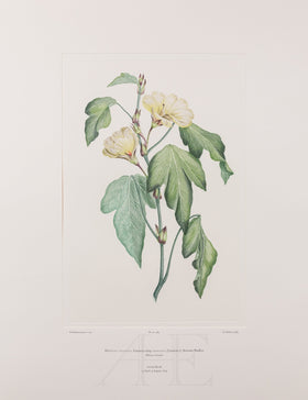 Banks Florilegium, Part 28, Plate 589