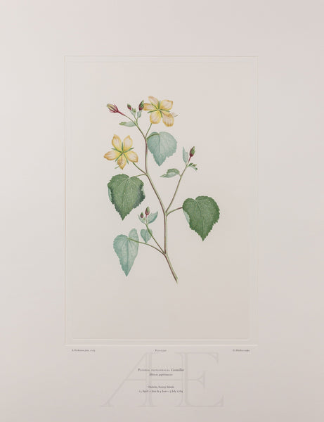 Banks Florilegium, Part 28, Plate 590