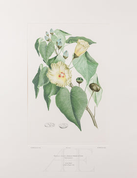 Banks Florilegium, Part 28, Plate 591