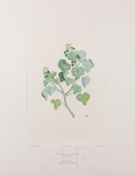 Banks Florilegium, Part 28, Plate 592