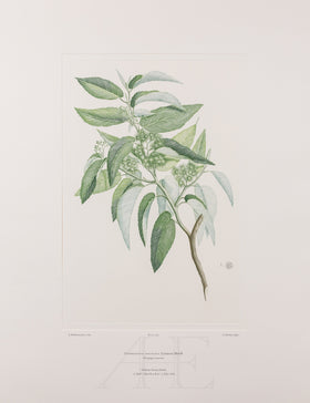 Banks Florilegium, Part 28, Plate 593
