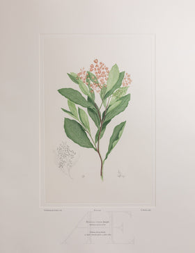 Banks Florilegium, Part 28, Plate 594