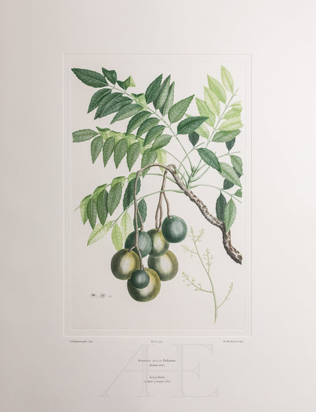 Banks Florilegium, Part 28, Plate 595