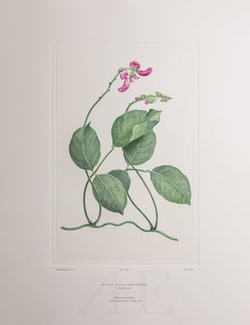 Banks Florilegium, Part 28, Plate 596