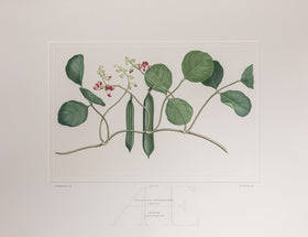 Banks Florilegium, Part 28, Plate 597