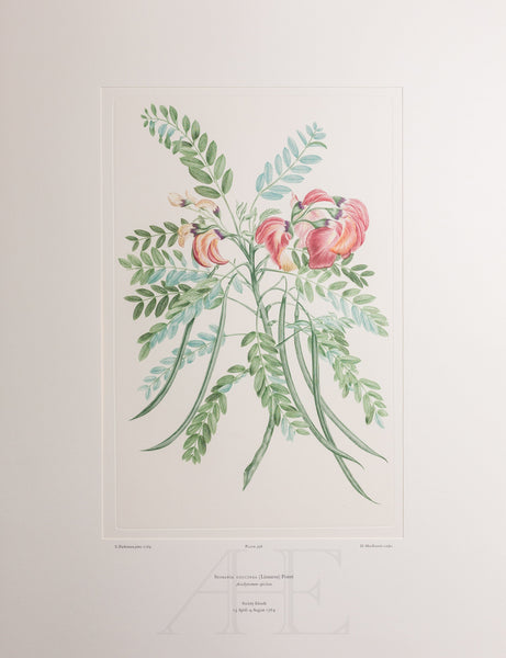 Banks Florilegium, Part 28, Plate 598